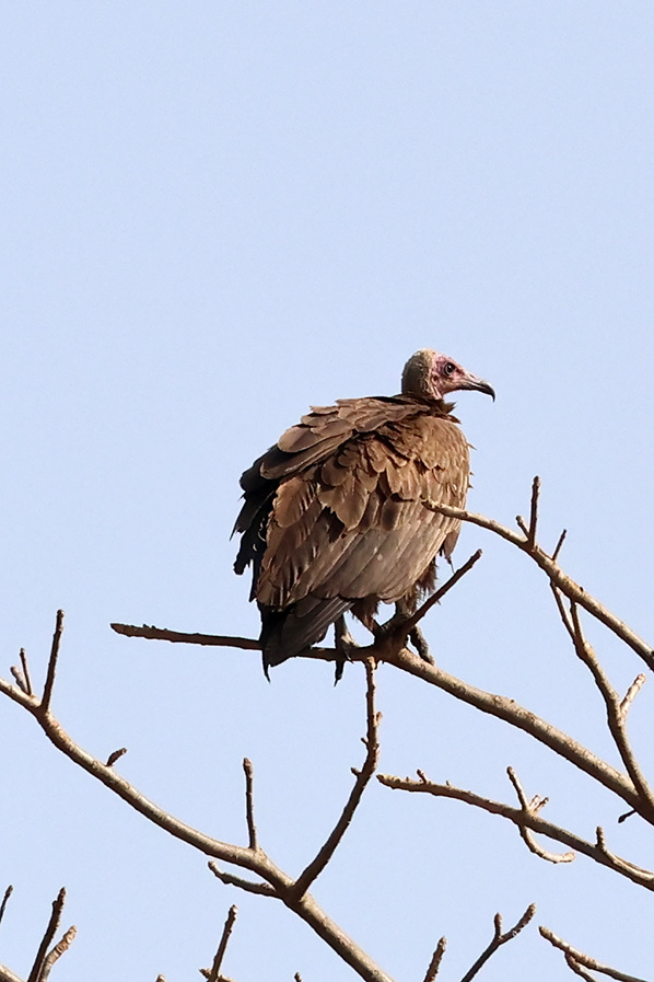 Hooded Vulture